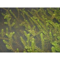 Elodea canadensa | Brede Waterpest | In P9 Pot Geleverd in Beker