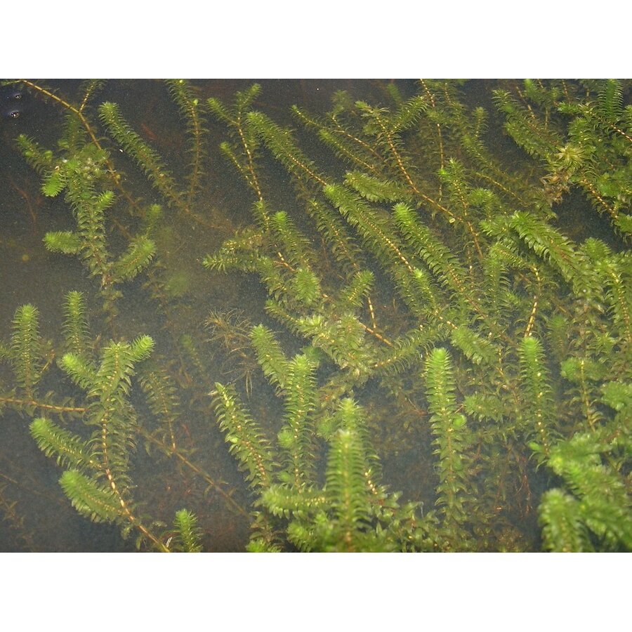 Elodea canadensa | Brede Waterpest | In P9 Pot Geleverd in Beker