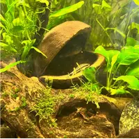 Palm Pods harde noot 7-8 cm voor aquarium en terrarium