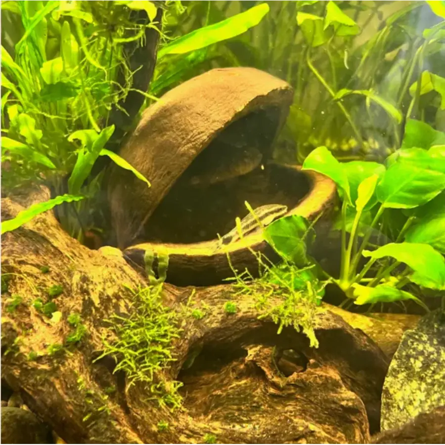 Palm Pods harde noot 7-8 cm voor aquarium en terrarium