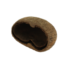 Palm Pods harde noot 7-8 cm voor aquarium en terrarium