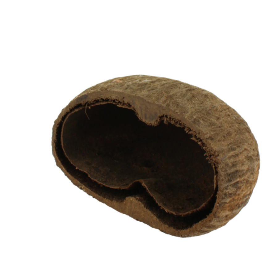 Palm Pods harde noot 7-8 cm voor aquarium en terrarium