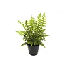 Dryopteris affinis | 20 cm hoog | 10 cm pot