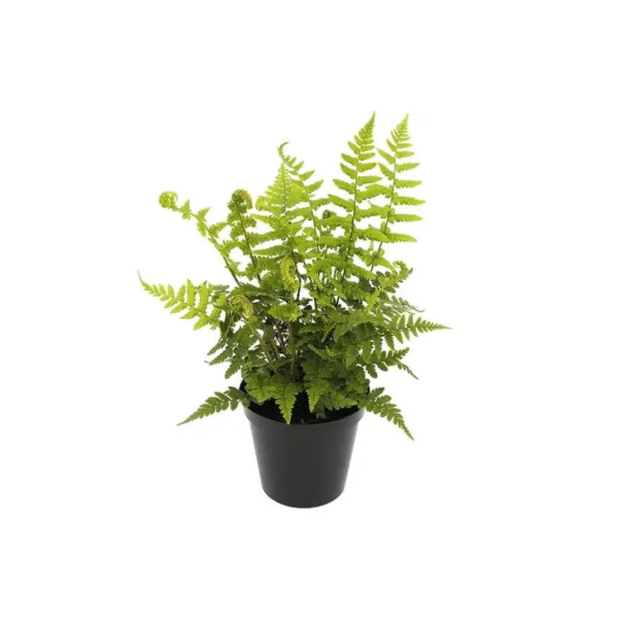 Dryopteris affinis (goudschubvaren) | 20 cm hoog bij levering | In 10 cm pot | Sterke tuinvaren voor schaduw