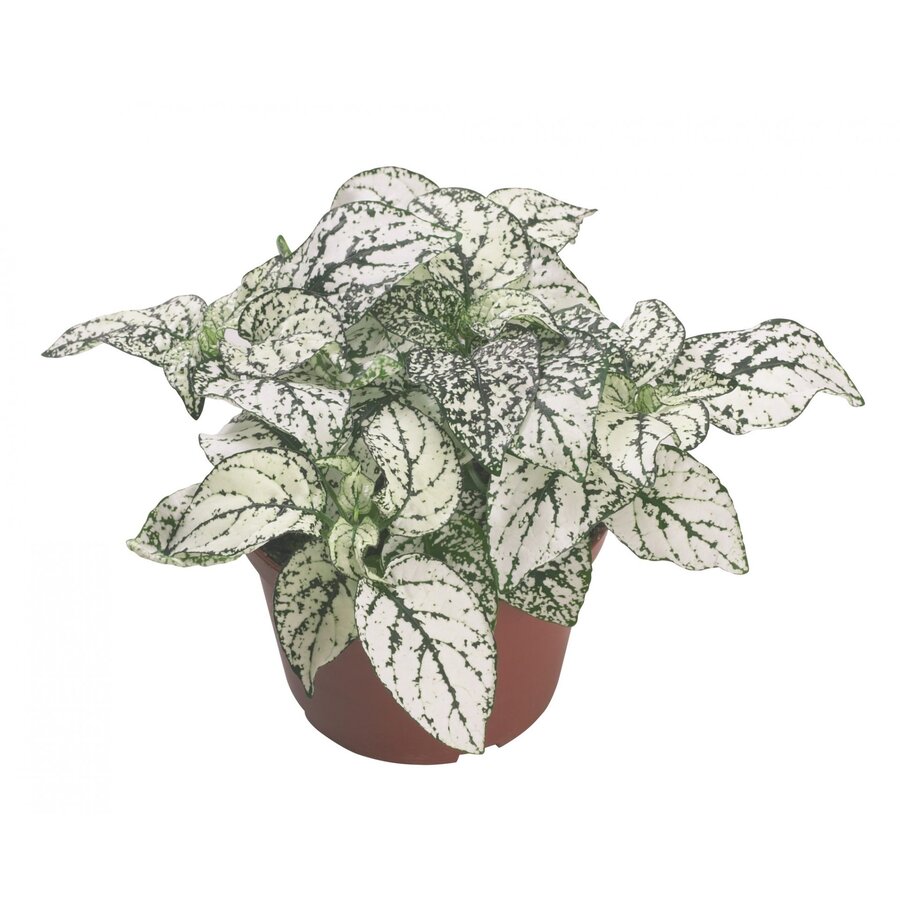 Hypoestes phyllostachya Confetti Compact White terrariumplant | 8 cm pot | 10 cm hoog | voor woonkamer en buiten (kuip of eenjarig)