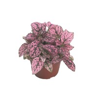 Hypoestes phyllostachya Confetti Compact Roze terrariumplant | 8 cm pot | 10 cm hoog | ook geschikt voor woonkamer en buiten (kuip | eenjarig)