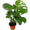 Monstera deliciosa terrariumplant | 12 cm pot | 35 cm hoog