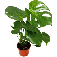 Monstera deliciosa | jonge gatenplant voor terrarium en woonkamer | 12 cm pot | 35 cm hoog