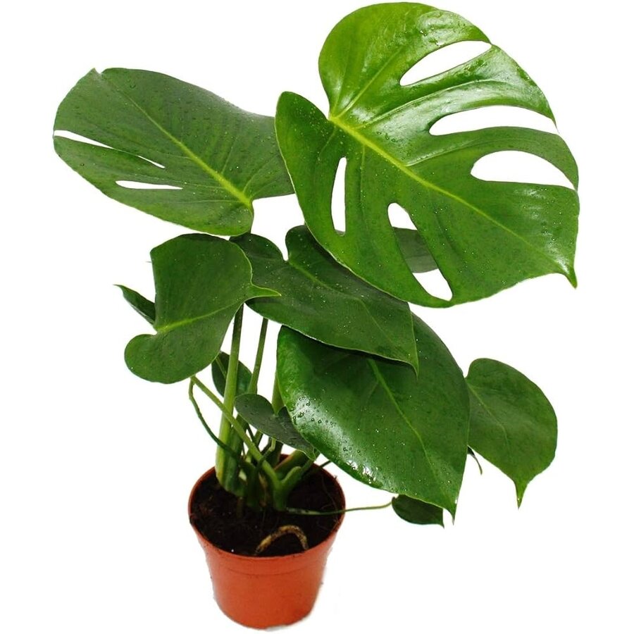 Monstera deliciosa | jonge gatenplant voor terrarium en woonkamer | 12 cm pot | 35 cm hoog