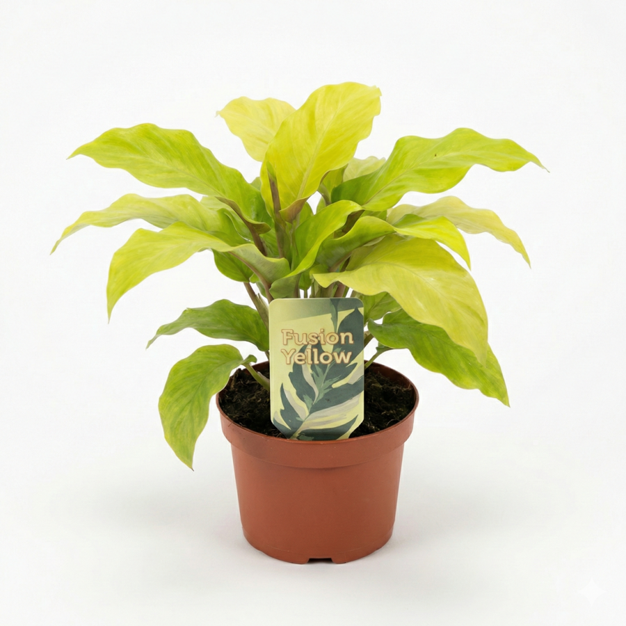 Calathea Fusion Yellow (Goeppertia lietzei) | 7 cm pot | 15 cm hoog | bont blad voor terrarium en woonkamer