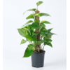 Epipremnum aureum | met mosstok | 15 cm pot | 60 cm hoog