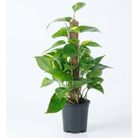 Epipremnum aureum met mosstok | terrariumplant en sterke kamerplant | 15 cm pot | 60 cm hoog