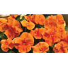 Viola (Wittrockiana) Delta F1 Pure Deep Orange | 12 cm hoog | 9 cm pot