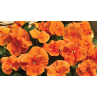 Viola wittrockiana Delta F1 Pure Deep Orange | tuinviooltje met diep oranje bloemen | 12 cm hoog | 9 cm pot