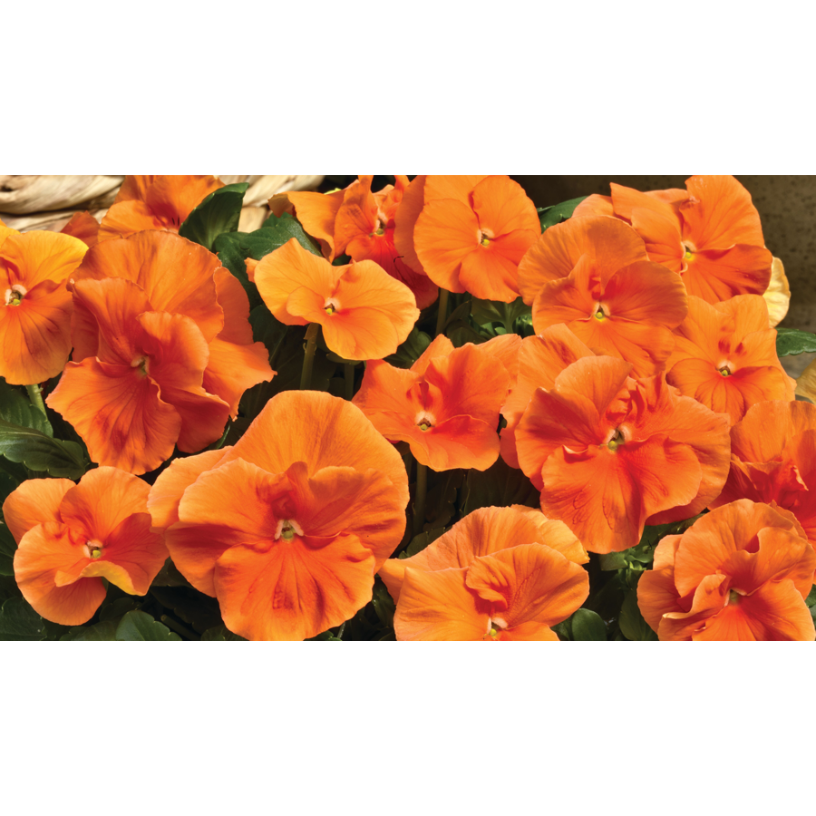 Viola wittrockiana Delta F1 Pure Deep Orange | tuinviooltje met diep oranje bloemen | 12 cm hoog | 9 cm pot