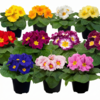 Primula acaulis Paradiso mix | 15 cm hoog | 10 cm pot | per stuk