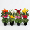 Ranunculus Sprinkles mix | 27 cm hoog | 12 cm pot | per stuk