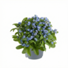 Myosotis sylvatica 'Mon Amie' | 18 cm hoog | 13 cm pot