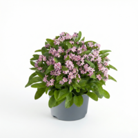 Myosotis sylvatica 'Mon Amie' Pink (bosvergeet-mij-nietje) | ca. 25 cm hoog | In 10 cm pot | Zachtroze lentebloeier