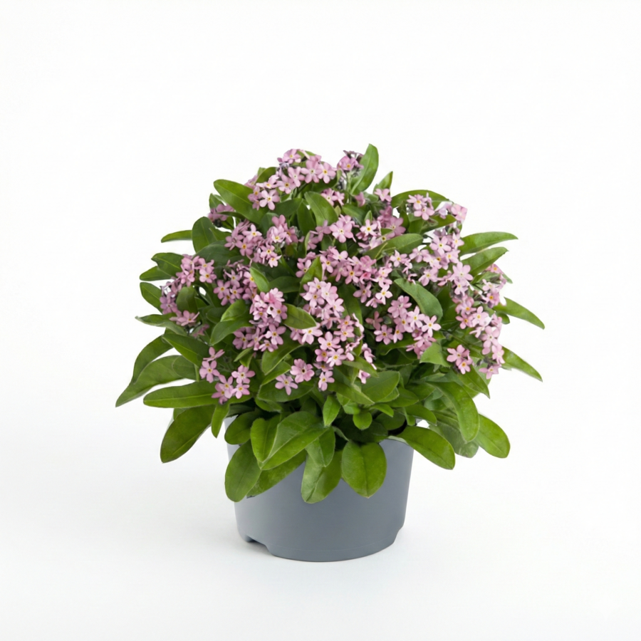 Myosotis sylvatica 'Mon Amie' Pink (bosvergeet-mij-nietje) | ca. 25 cm hoog | In 10 cm pot | Zachtroze lentebloeier