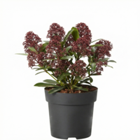 Skimmia japonica 'Rubella' (Skimmia) | 25 cm hoog | In 9 cm pot | Wintergroene sierheester