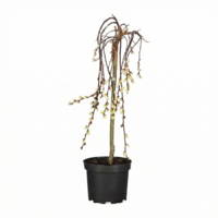 alix caprea 'Kilmarnock' | 70 cm hoog | In 17 cm pot | Compacte treurwilg op stam met vroege katjes