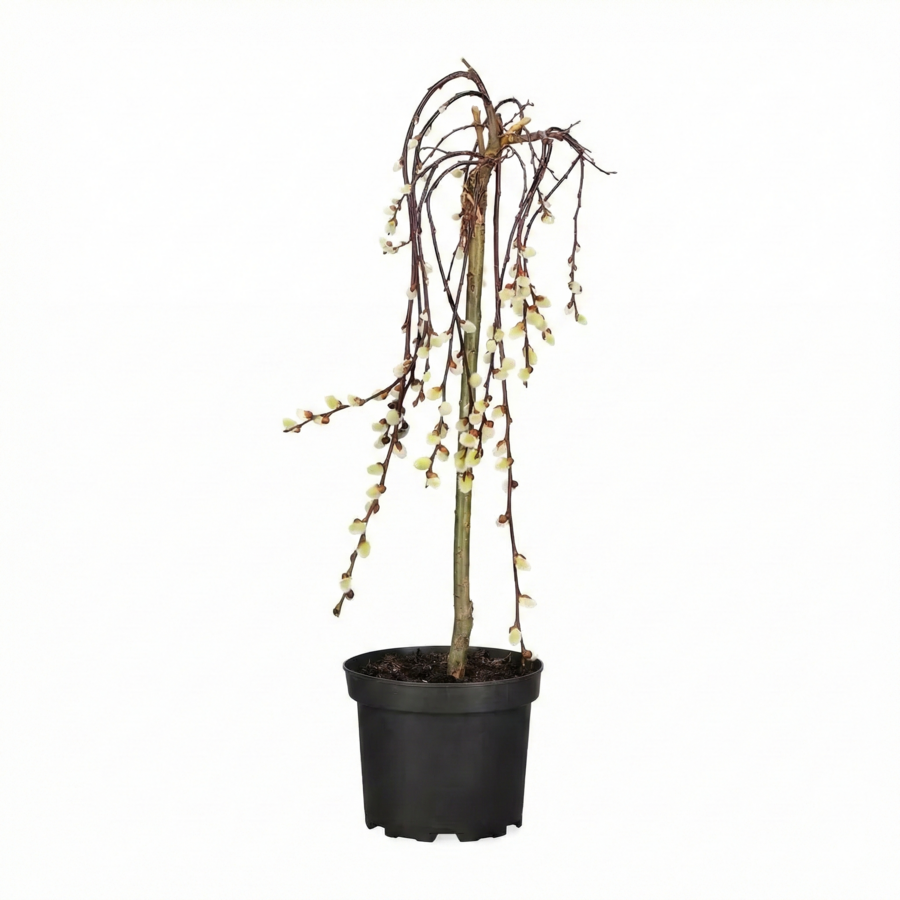 alix caprea 'Kilmarnock' | 70 cm hoog | In 17 cm pot | Compacte treurwilg op stam met vroege katjes