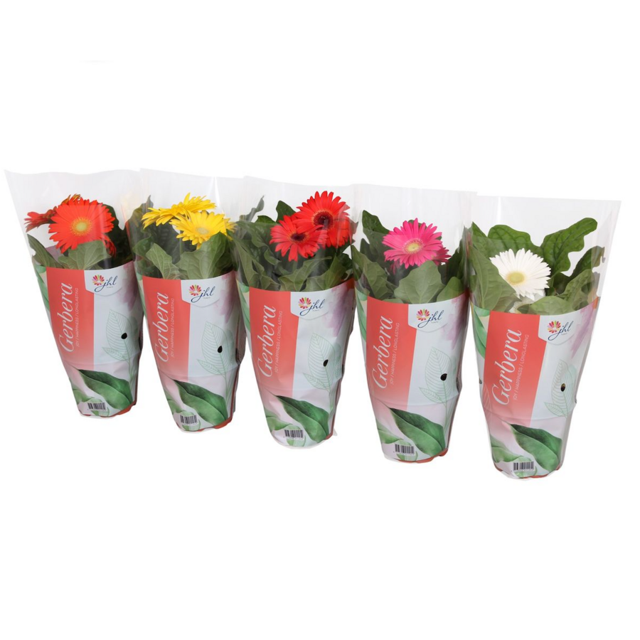 Gerbera Colourgame (mini potgerbera) | 25 cm hoog | In 9 cm pot | Mix kleuren | Per stuk