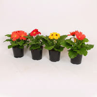 Gerbera Colourgame (mini potgerbera) | 25 cm hoog | In 9 cm pot | Mix kleuren | Per stuk
