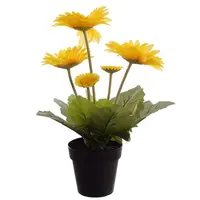 Gerbera Colourgame (mini potgerbera) | 25 cm hoog | In 9 cm pot | Mix kleuren | Per stuk