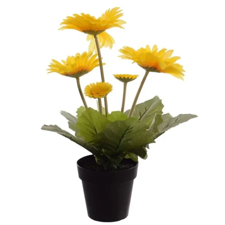 Gerbera Colourgame (mini potgerbera) | 25 cm hoog | In 9 cm pot | Mix kleuren | Per stuk