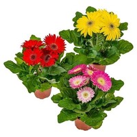 Gerbera (Gerbera jamesonii) | 30 cm hoog | 12 cm pot | per stuk | Gemengde kleuren voor tuin, balkon, terras en binnen