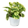 Peperomia obtusa Variegata | 8 cm pot | 12 cm hoog