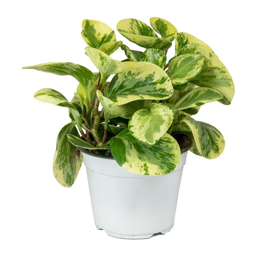 Peperomia obtusa ‘Variegata’ | terrariumplant en kamerplant | 8 cm pot | 12 cm hoog