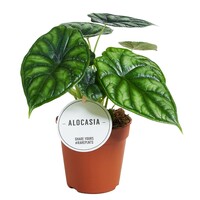 Alocasia Dragon Scale terrariumplant | 7 cm pot | 18 cm hoog