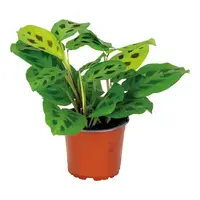 Maranta leuconeura Kerchoveana gebedsplant | terrariumplant en kamerplant | 7 cm pot | 14 cm hoog