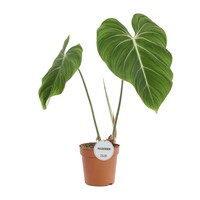Philodendron gloriosum terrariumplant | 7 cm pot | 16 cm hoog