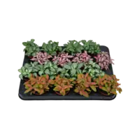 Fittonia mix terrariumplant | per stuk | 8 cm pot | 10 cm hoog bij levering