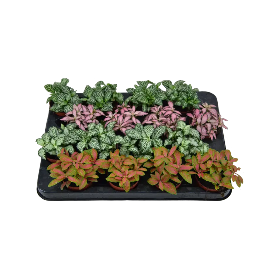 Fittonia mix terrariumplant | per stuk | 8 cm pot | 10 cm hoog bij levering