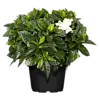Gardenia jasminoides | Kaapse jasmijn | 18 cm hoog | 9 cm pot