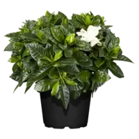 Gardenia jasminoides (Kaapse jasmijn) | 18 cm hoog | In 9 cm pot | Geurige kuipplant voor terras en balkon