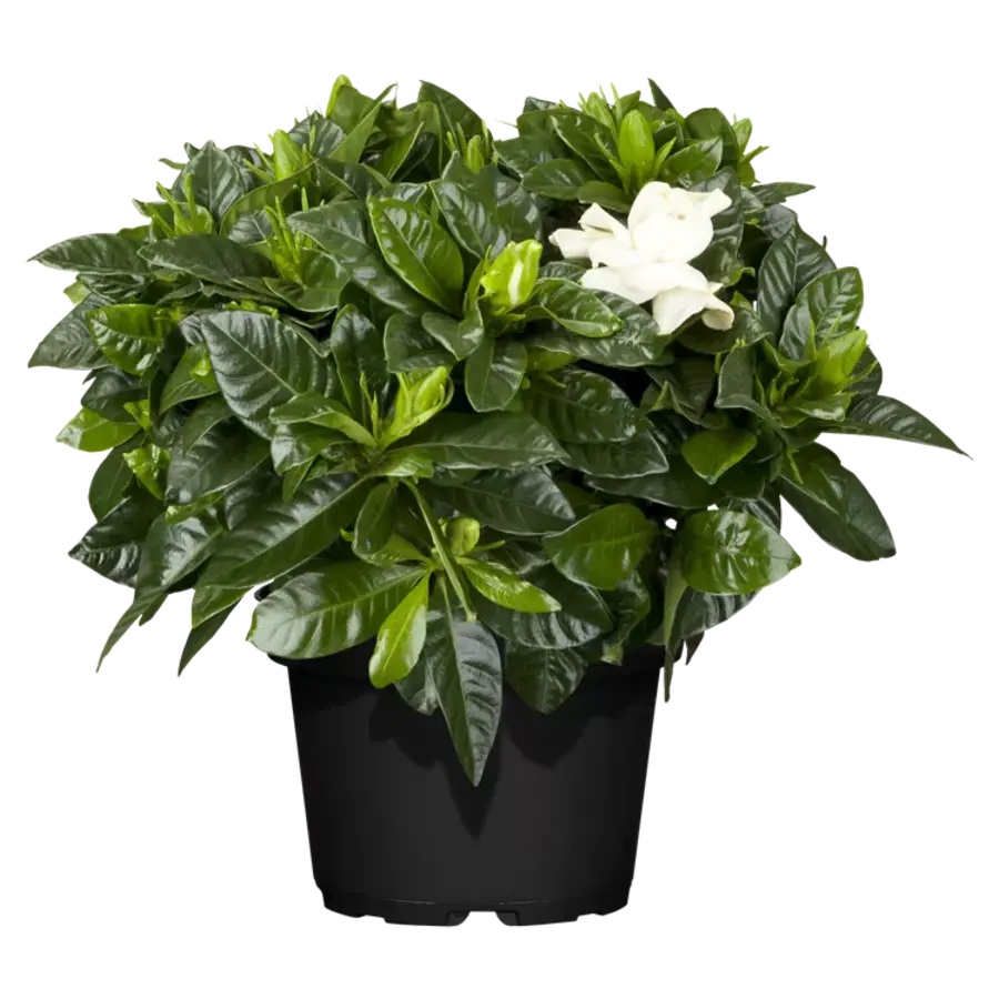 Gardenia jasminoides (Kaapse jasmijn) | 18 cm hoog | In 9 cm pot | Geurige kuipplant voor terras en balkon
