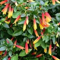 Jacobinia pauciflora | Braziliaanse Pruimbloem | 25 cm hoog | 13 cm pot