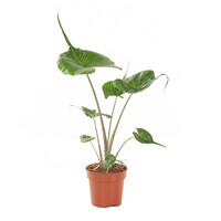 Alocasia macrorrhizos Stingray terrarium plant en kamerplant | 12 cm pot | 45 cm hoog