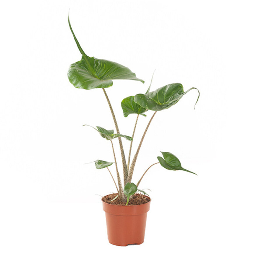 Alocasia macrorrhizos Stingray terrarium plant en kamerplant | 12 cm pot | 45 cm hoog