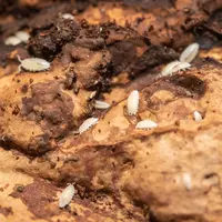 Tropische pissebedden | 500 ml bakje voor bioactief terrarium