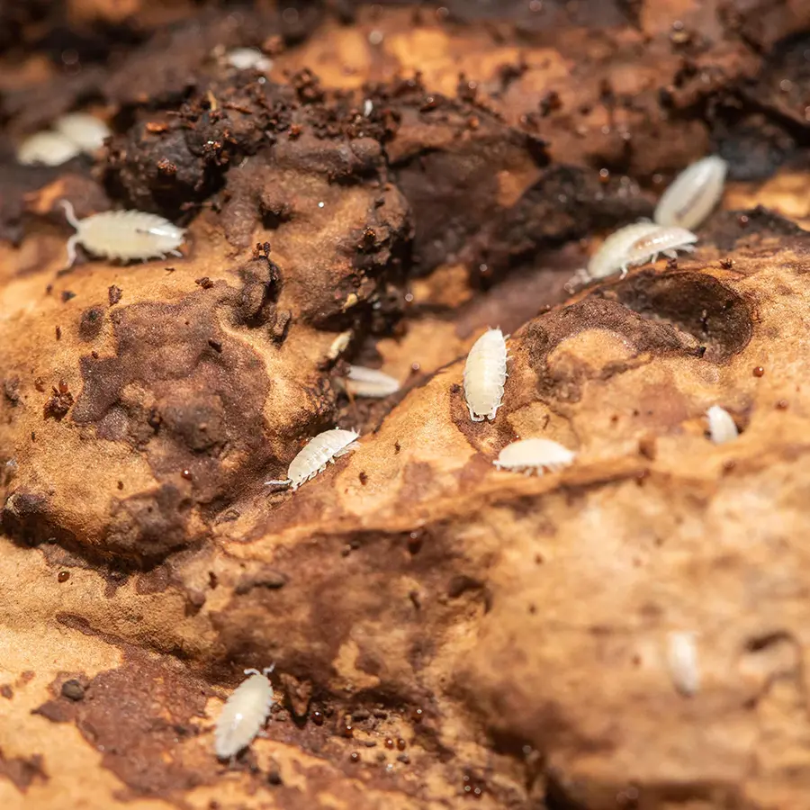 Tropische pissebedden | 500 ml bakje voor bioactief terrarium