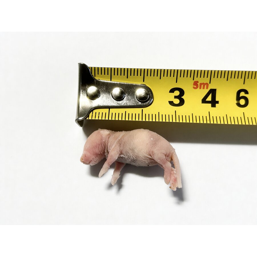 Diepvries baby muis 1–2 gram | reptielenvoer