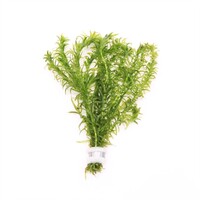 Elodea densa | Waterpest | In Bosje