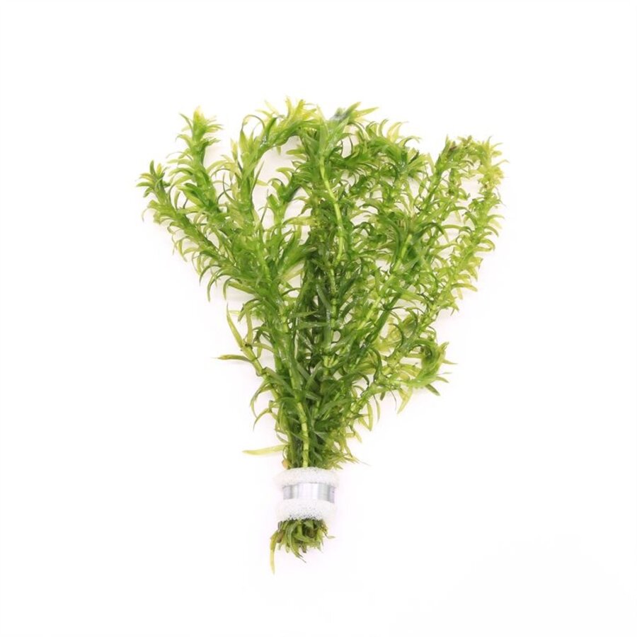 Elodea densa | Waterpest | In Bosje